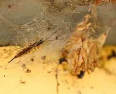 Tromatobia lineatoria