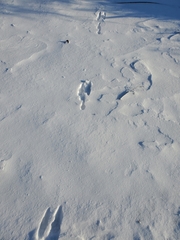 Oryctolagus cuniculus