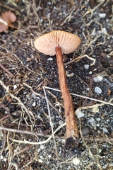 Laccaria laccata