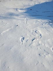 Oryctolagus cuniculus