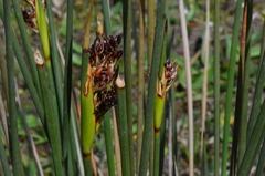 Juncus acutus acutus