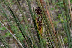 Juncus acutus acutus