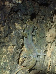 Geckolepis humbloti