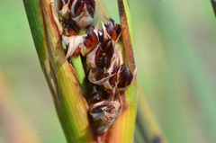 Juncus acutus acutus