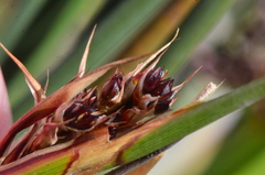 Juncus acutus acutus