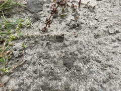 Microbembex monodonta