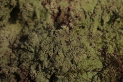 Lepraria finkii