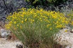 Senecio flaccidus monoensis