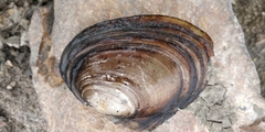 Potamilus ohiensis