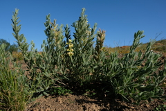 Argyrolobium crinitum