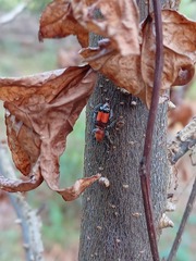 Enoclerus ichneumoneus