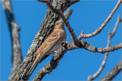 Emberiza leucocephalos