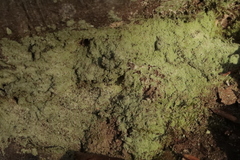 Lepraria finkii