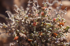Salsola zygophylla