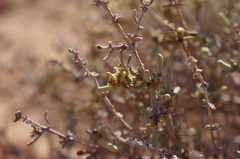 Salsola zygophylla