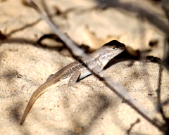 Sceloporus arenicolus
