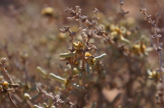 Salsola zygophylla