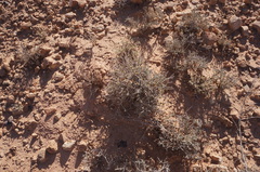 Salsola zygophylla