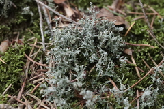 Cladonia rangiformis