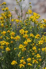 Senecio flaccidus monoensis
