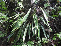 Pleopeltis polylepis