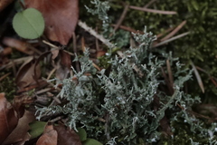 Cladonia rangiformis