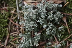 Cladonia rangiformis