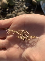 Corallina officinalis