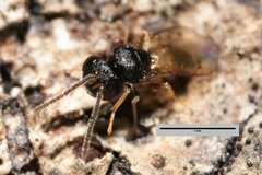 Pteromalidae