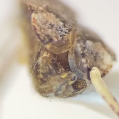 Phytocoris minituberculatus