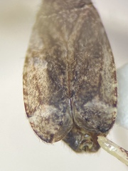 Phytocoris minituberculatus