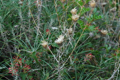 Ptilostemon chamaepeuce