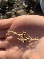 Corallina officinalis