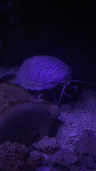 Bathynomus giganteus