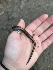 Plethodon
