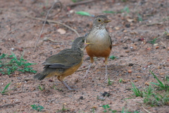 Turdus rufiventris