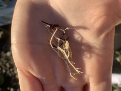 Corallina officinalis