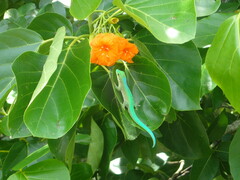 Phelsuma robertmertensi