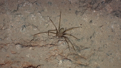 Loxosceles rufescens