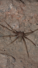 Loxosceles rufescens