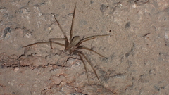 Loxosceles rufescens