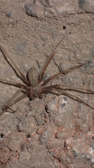 Loxosceles rufescens