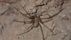 Loxosceles rufescens