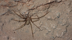 Loxosceles rufescens