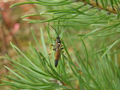 Ichneumon confusor
