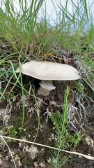 Leucoagaricus leucothites