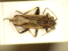Ortholomus punctipennis