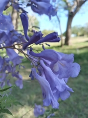 Jacaranda mimosifolia