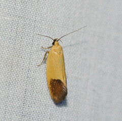 Merocroca automima