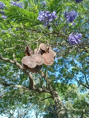 Jacaranda mimosifolia